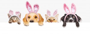 ایسٹر کتے اور بلیاں ویب بینر پر