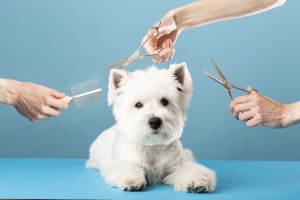 Perro se corta el pelo en Pet Spa Grooming Salon.Primer plano de perro.el perro tiene un corte de pelo.peinar el cabello, concepto de peluquero.