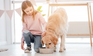 Lille pige fodrer golden retriever hund
