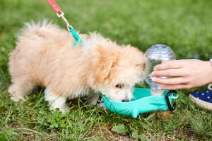Mažas Maltipoo šuniukas geria vandenį iš kelio girdyklos žalioje žolėje