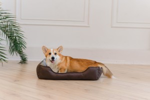 Cute welsh corgi pembroke lies on the dog sofa at home. Relaxed dog lies on a dog bed on a white wall with a plant.