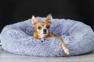 A red-haired toy terrier lies on a fluffy gray bed at home, resting.