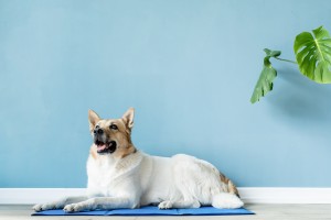 Leuke gemengde rashond die op koele mat ligt en omhoog kijkt op blauwe muurachtergrond