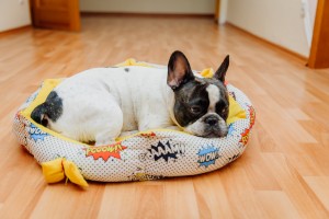 Beautiful french bulldog.bulldog lies in his couch at home.