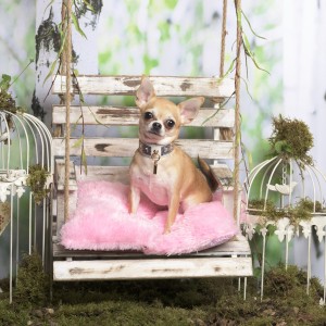 Chihuahua duduk di atas bantal mawar, dalam dekorasi pastoral