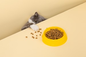En søt grå katt og en skål med mat på gul bakgrunn.Strekker seg etter favorittmaten sin, lille tyv.