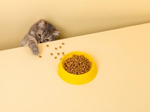 חתול אפור וחמוד וקערת אוכל על רקע צהוב.מושיט יד אל האוכל האהוב עליו, גנב קטן.